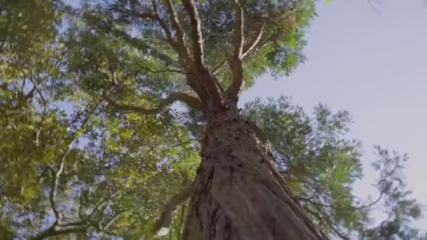 Nature Lumière Jour Campagne Parc Herbe Congés Feuilles Branche Voyage — Video