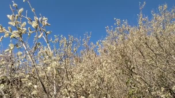 Ramos Com Flores Brotos Sinal Primavera — Vídeo de Stock