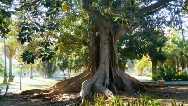 Pan Banyan Tree Park Tijdens Zonnige Dag — Stockvideo