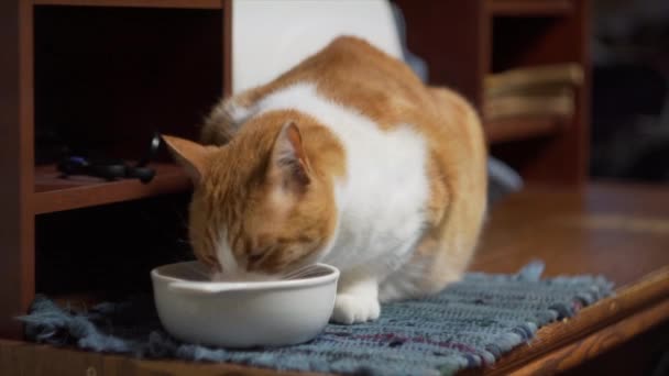 Закрыть Кошку Поедающую Сухую Кошачью Еду Тарелки — стоковое видео