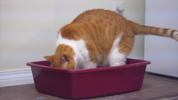 Γάτα Κινείται Πράγματα Γύρω Από Κουτί Απορριμμάτων Του — Αρχείο Βίντεο