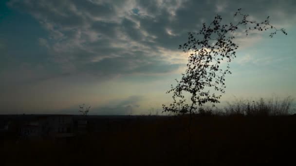 Okrążenia Czasowe Chmur Wieczorem Niski Kąt Widzenia Przy Małym Drzewie — Wideo stockowe