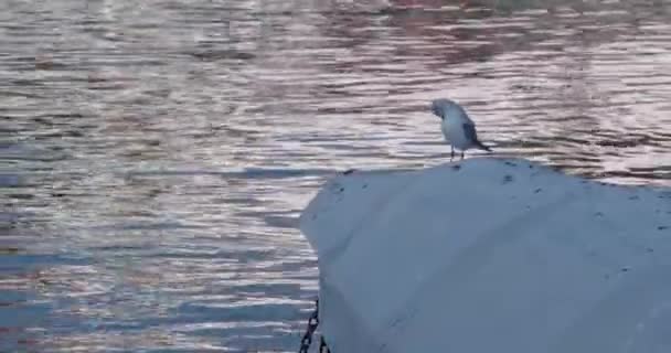 Γλάρος Κάθεται Μια Βάρκα Φως Του Ήλιου Λάμπει Στο Νερό — Αρχείο Βίντεο