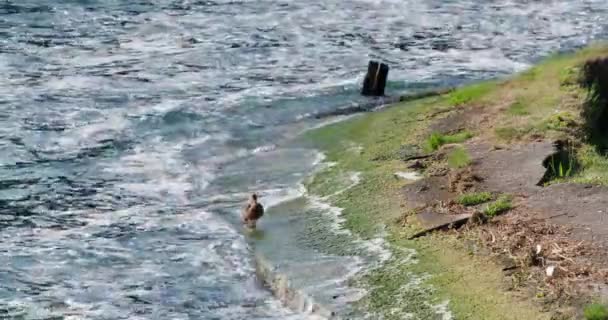 Pato Camina Largo Orilla Del Lago Olas Aplastando — Vídeos de Stock