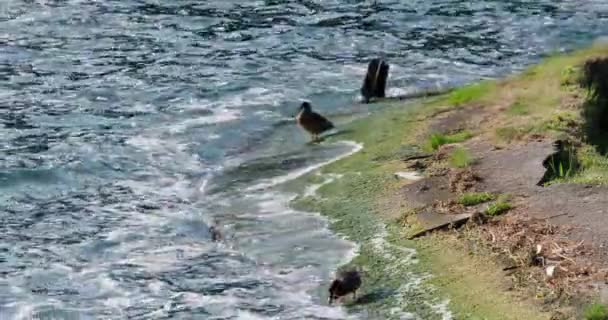 Patos Caminando Largo Orilla Del Lago Olas Aplastando — Vídeo de stock