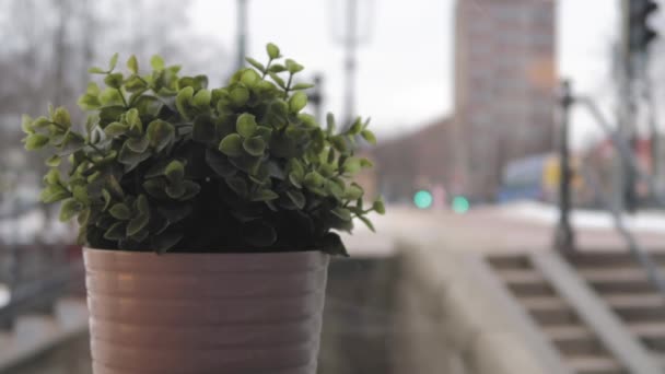 Stadig Skudt Lille Plante Ved Siden Vindue Med Det Lyse – Stock-video