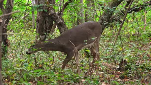 Veado Jovem Whitetail Fanfarrão Pastando Uma Área Arborizada Norte Estado — Vídeo de Stock