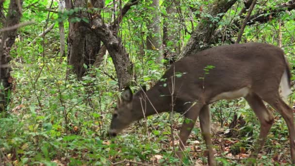 Giovane Whitetail Cervo Dollaro Pascolo Una Zona Boscosa Alza Sguardo — Video Stock