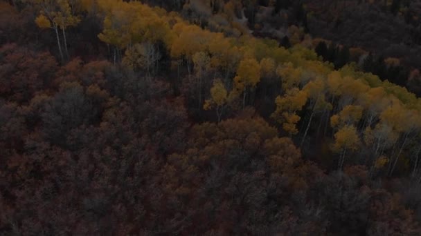 Дронні Кадри Різнокольорових Дерев Горах — стокове відео