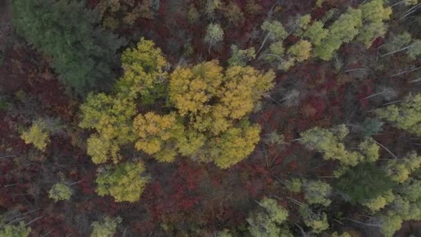 Drone Beelden Van Herfstkleuren Bergen — Stockvideo