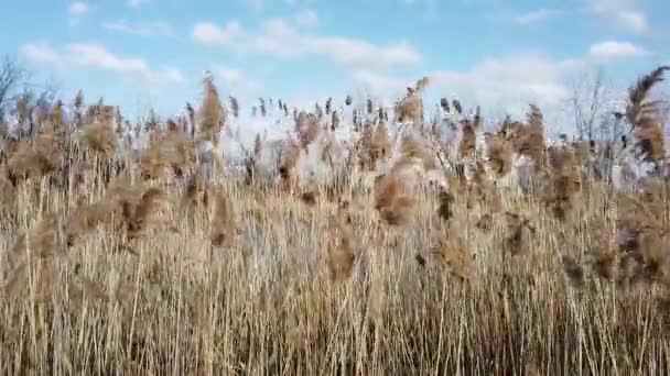 Ogräs Som Blåser Vinden — Stockvideo