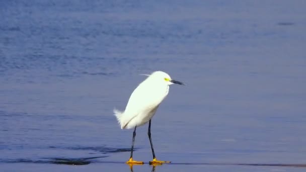 Egret Una Bahía Día Ventoso — Vídeo de stock