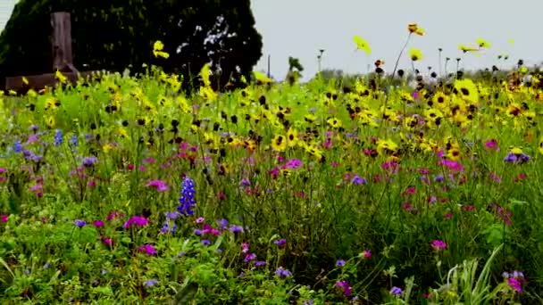 Nahaufnahme Von Wildblumen Auf Einem Friedhof — Stockvideo