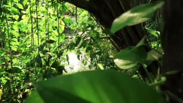 Folyó Folyik Esőerdőn — Stock videók