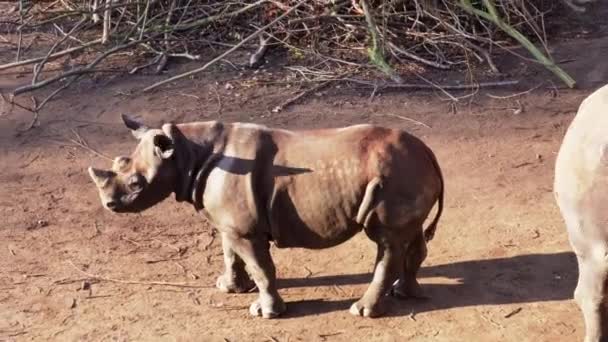 Rhino Broutant Promenant — Video