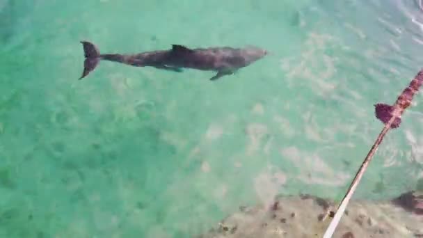 Дельфин Трется Веревку — стоковое видео