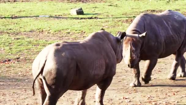 Rhino Pastando Caminando — Vídeos de Stock