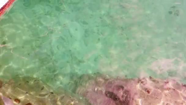 Les Dauphins Nagent Dans Océan — Video