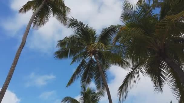 Palme Nella Giornata Soleggiata Dell Isola — Video Stock