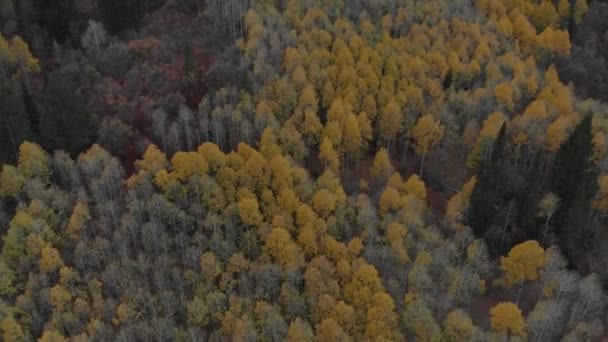 Drone Filmato Alberi Colorati Montagna — Video Stock