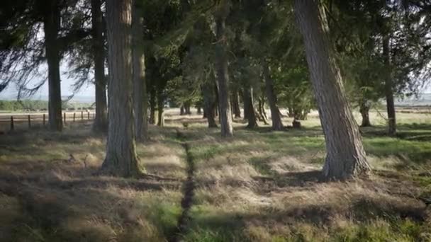 Sentiero Tra Gli Alberi Una Giornata Ventosa — Video Stock