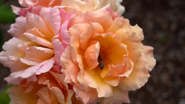 Eine Biene Bestäubt Eine Bunte Rose Die Wind Schwankt — Stockvideo