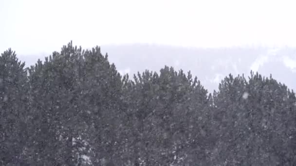 Nieve Cámara Lenta Cayendo — Vídeos de Stock
