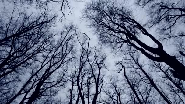 Nahé Stromy Bez Listí Zimě Kymácejí Chladném Větru Proti Šedé — Stock video