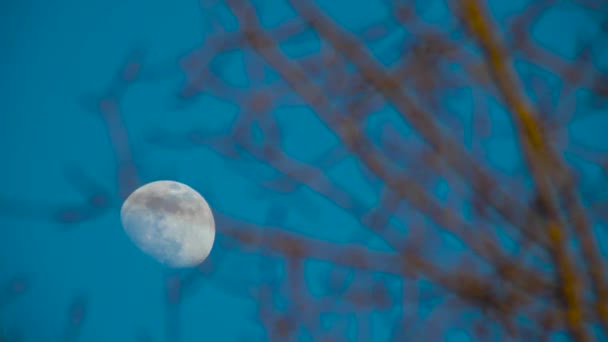 Zonsondergang Maan Geschoten Door Takken — Stockvideo