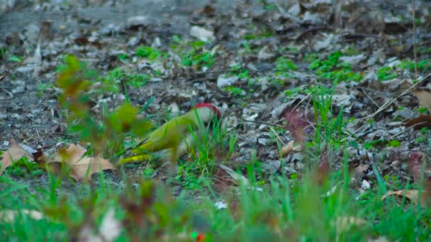 Dzięcioł Zielony Picus Viridis Slow Motion Shot — Wideo stockowe