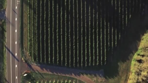 Εναέρια Drone Κοιτάζοντας Ακριβώς Κάτω Πάνω Από Πεδία Των Αμπέλων — Αρχείο Βίντεο