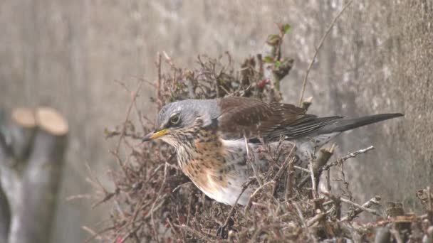 Fieldfare Close Cotoneaster Bush — Stock video