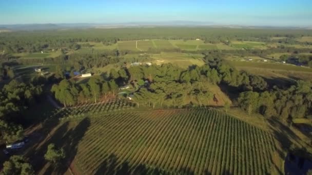 Drone Aereo Vigneto Verso Uno Stand Alberi Nella Regione Vinicola — Video Stock