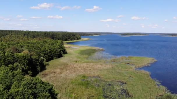 Aérial Voler Dessus Des Roseaux Développant Sur Belle Rive Lac — Video
