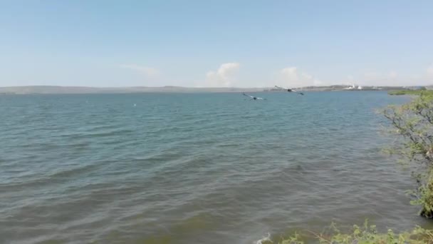 Luchtopname Van Twee Kuifkranen Die Langs Kust Van Lake Victoria — Stockvideo