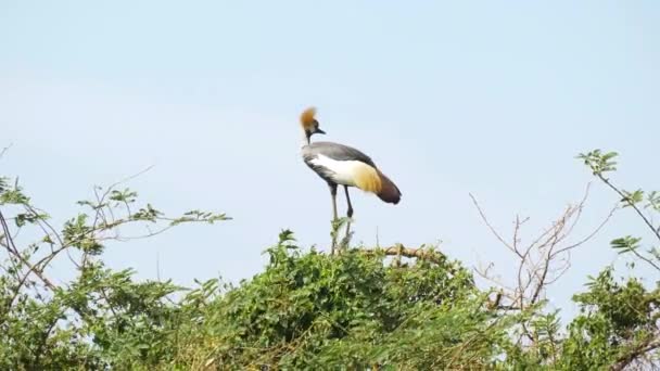 Crested Crane Yellow Feathers Perched Tree Rural Africa — Stock Video