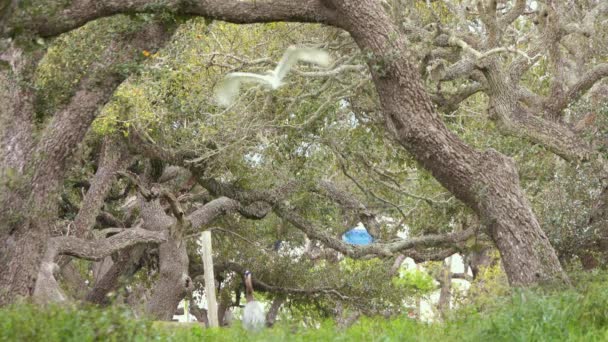 Silberreiher Findet Zweig Für Sein Nest Und Fliegt Durch Bäume — Stockvideo