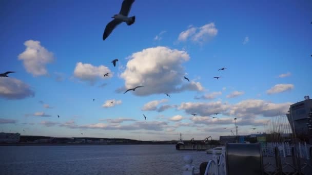 Szoros Találkozás Sirályokkal Kikötőben — Stock videók