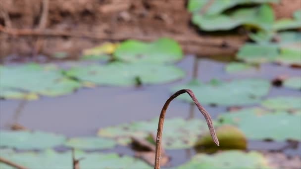 Egy Kis Gyorsan Mozgó Madár Amely Megtalálható Szinte Mindenhol Világon — Stock videók