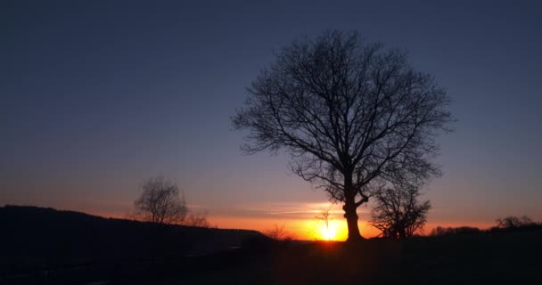 Lapso Tiempo Del Atardecer Silueta Árbol — Vídeo de stock