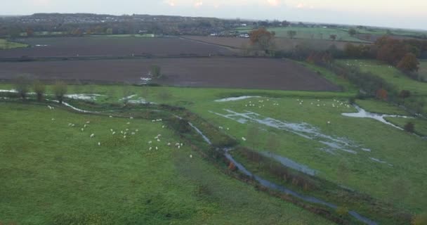 Letecký Snímek Řeky Stour Kent Velká Británie Ovcemi Pasoucími Zaplavených — Stock video