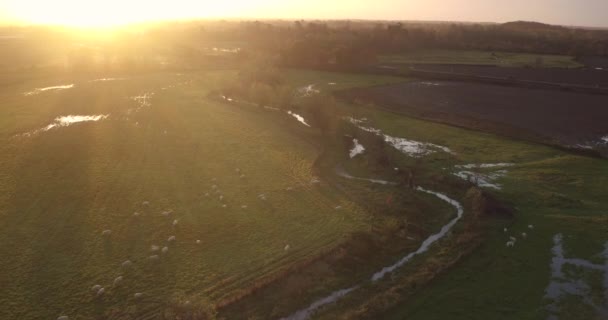 Letecký Pohled Ovce Pasoucí Poli Řeky Stour Okraji Ashfordu Kent — Stock video