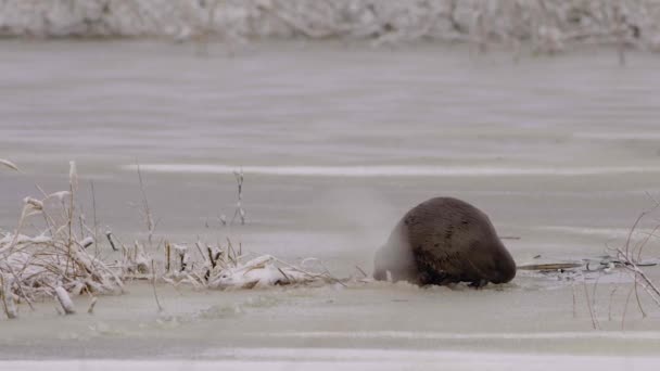 Otter Walking Ice Dive Ice Hole — ストック動画