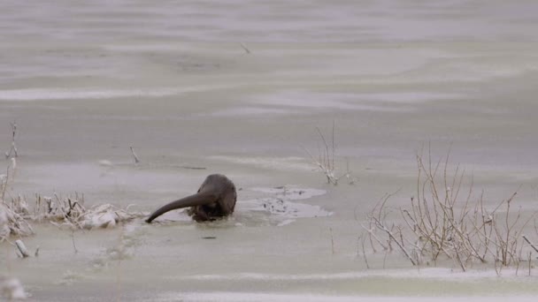 Otter Walking Ice Dive Ice Hole — Vídeo de stock