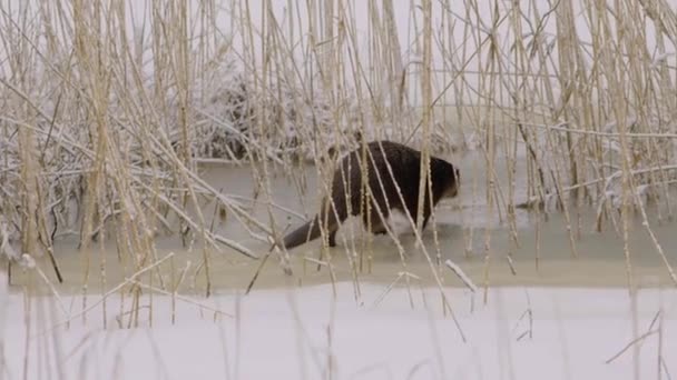 Otter Walking Ice Dive Ice Hole — Stock videók