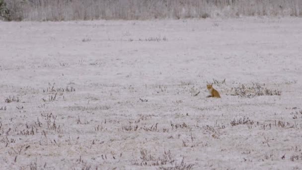 Одинокий Лис Сидящий Снежном Лугу — стоковое видео