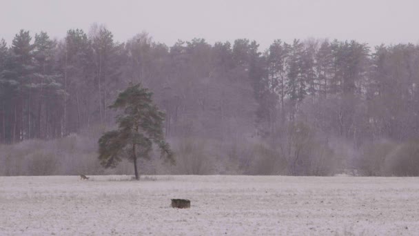 Distant Roe Deers Snowy Morning Walking Slow Motion — Stock videók