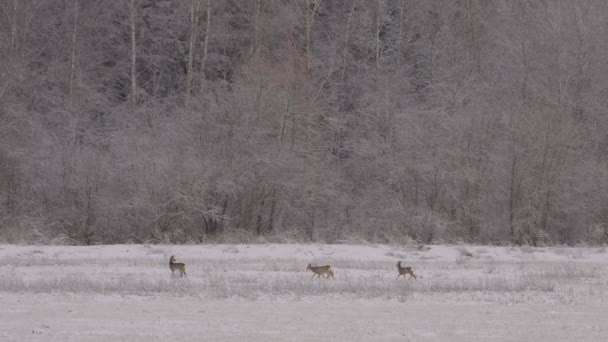 Distant Roe Deers Snowy Morning Walking Slow Motion — Vídeo de Stock