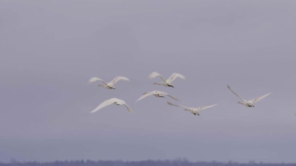 Whooper Swans Flying Frozen Lake — Vídeos de Stock