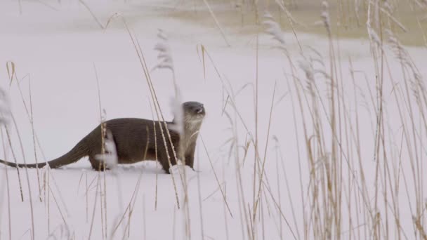 Otter Walking Ice Dive Ice Hole — Vídeo de Stock